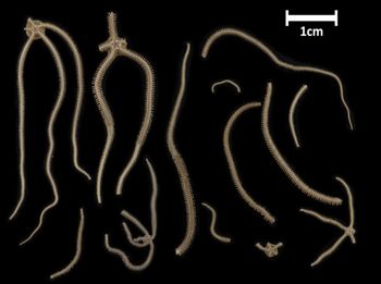 Media type: image;   Invertebrate Zoology OPH-4141 Description: All specimens in lot, bottom up view;  Aspect: ventral